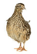 Quail