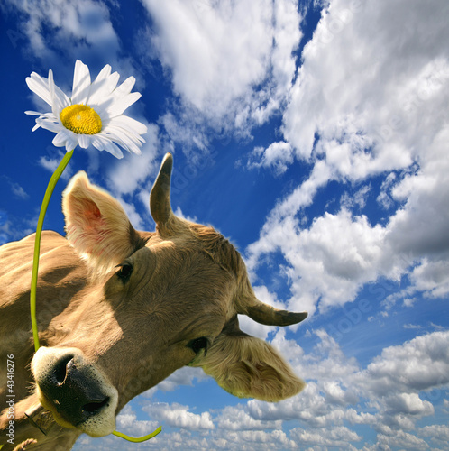Foto: Geburtstag: Kuh schenkt eine Blume Geburtstag: Kuh schenkt eine Blume