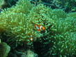 Anemonenfisch