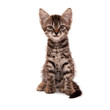 gray striped kitten with a skeptical grin