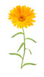 Calendula