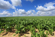 sugar beet fields in the summer sun