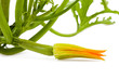 Courgette plant