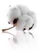 Photo: Cotton Cotton