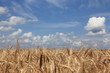 Wheat