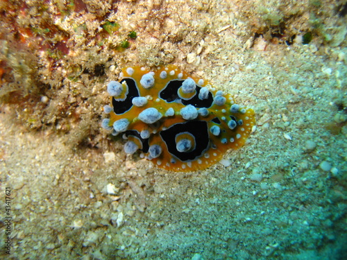 Photo: Warzenschnecke Warzenschnecke