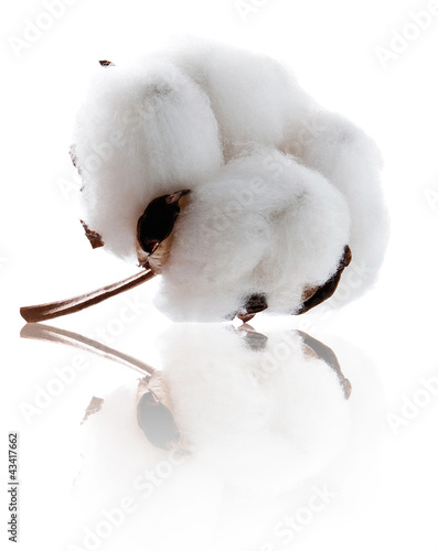 Photo: Cotton Cotton