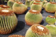 cactus 3