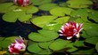 Video: A single purple water lily flower floating in a lily pond A single purple water lily flower floating in a lily pond