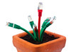 Netzwerk Kabel in Blumentopf