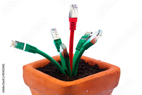 Foto: Netzwerk Kabel in Blumentopf Netzwerk Kabel in Blumentopf