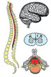 vector human brain and spine