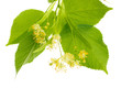 Branch of linden flowers isolated on white