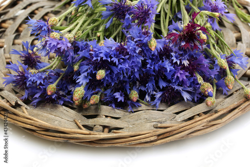 Photo: cornflowers isolated on white cornflowers isolated on white