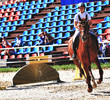 Photo: Galopp Galopp