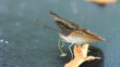 Butterfly eating the food