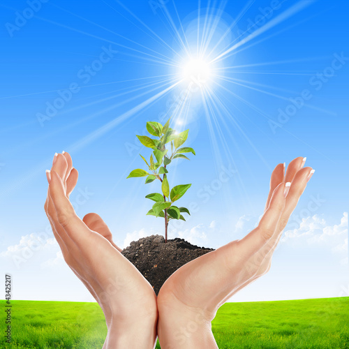 Foto: Hands holding green sprouts Hands holding green sprouts