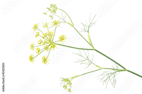 Photo: ウイキョウの花 ウイキョウの花