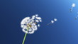 Dandelion, 3d animation