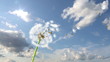 Dandelion, 3d animation against sky background