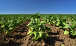 Lines of green tobacco plants on a field