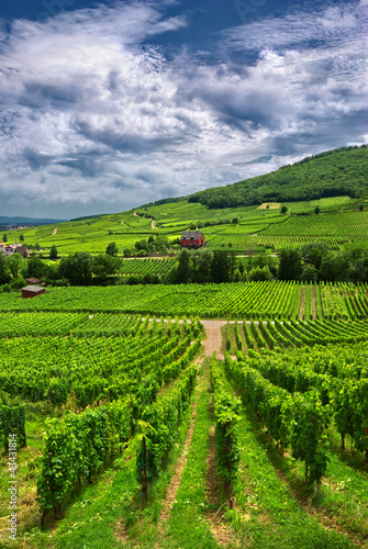 Photo: Vignoble à Ammerschwihr , Alsace (Fr). Vignoble à Ammerschwihr , Alsace (Fr).