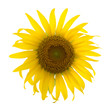Foto: a beautiful sunflower with dew drops isolated on white a beautiful sunflower with dew drops isolated on white