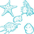 Sea shells and star. Hand drawn illustration in vintage style.