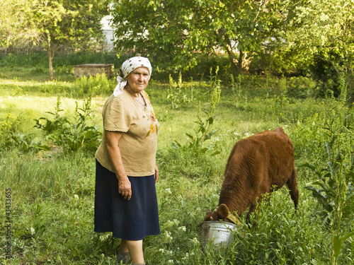 Photo: Old lady with calf Old lady with calf
