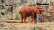 africa elephant walking in zoo,HD clip