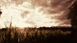 Video: corn fields at sunset corn fields at sunset