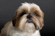 Hunde-Shih-Tzu 0937