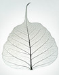 Photo: Leaf skeleton silhouette Leaf skeleton silhouette