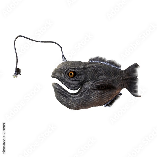 Illustration: anglerfisch anglerfisch