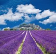 Lavande en Provence, village provençal en France