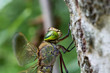 Photo: Libellula in primo piano Libellula in primo piano