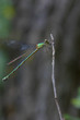 Photo: Libellula sul rametto Libellula sul rametto