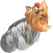 vector pedigreed dog Yorkshire terrier