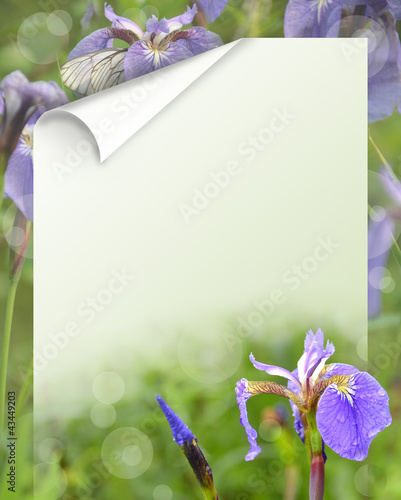 Photo: iris flowers on a green background for the text. iris flowers on a green background for the text.