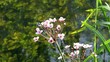 Schwanenblume (Butomus umbellatus)