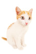 Funny redhead kitty