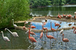 Flamingos