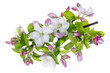 Pink apple tree isolated flowers macro