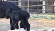 Black donkeys
