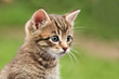 Foto: kitten kitten