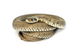 Foto: snake snake