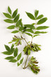Photo: Fraxinus excelsior / Frêne élevé Fraxinus excelsior / Frêne élevé