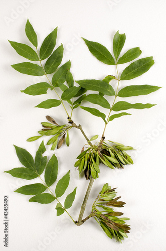 Photo: Fraxinus excelsior / Frêne élevé Fraxinus excelsior / Frêne élevé