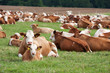 Dairy cows in pasture