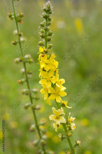 Photo: Agrimonia eupatoria / Aigremoine eupatoire Agrimonia eupatoria / Aigremoine eupatoire